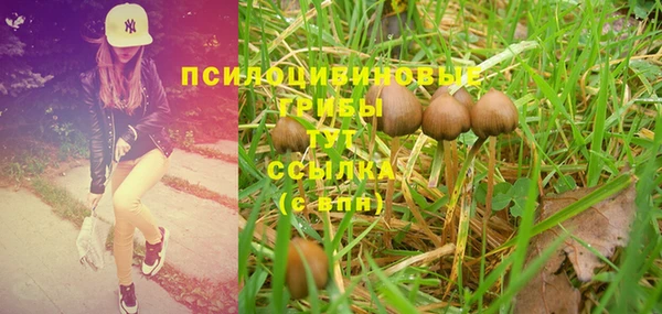 PSILOCYBIN Кодинск